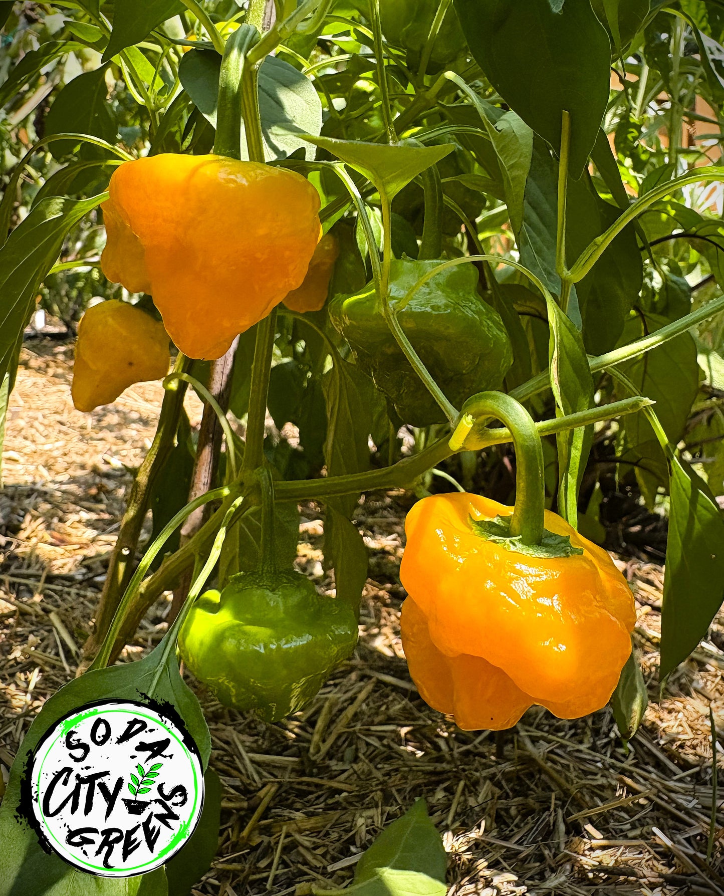 Jamaican Scotch Bonnet Pepper Seeds