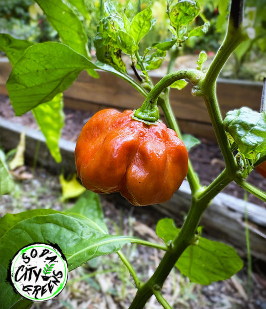Caramel Scotch Bonnet Pepper Seeds