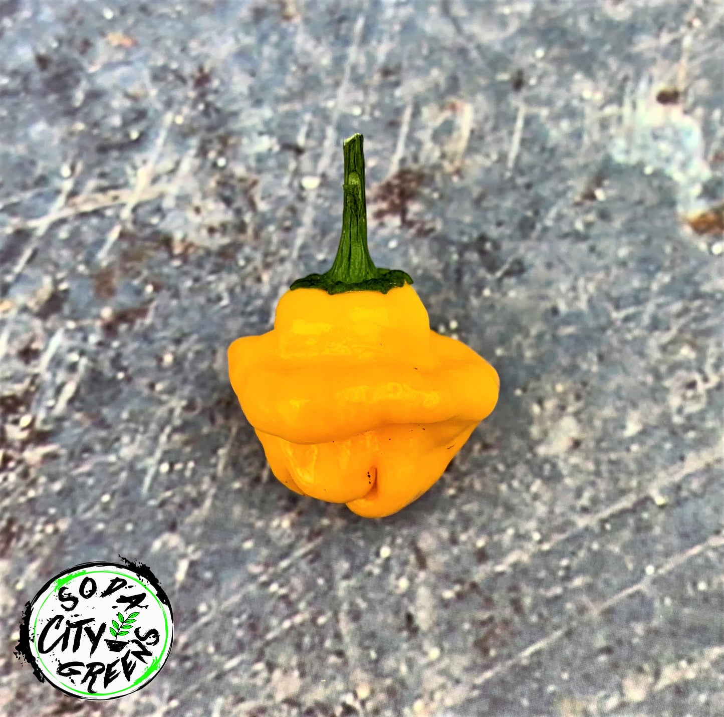 Jamaican Scotch Bonnet Pepper Seeds
