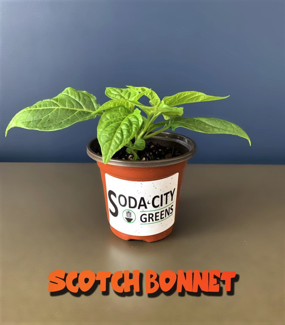MOA Scotch Bonnet Pepper Seeds
