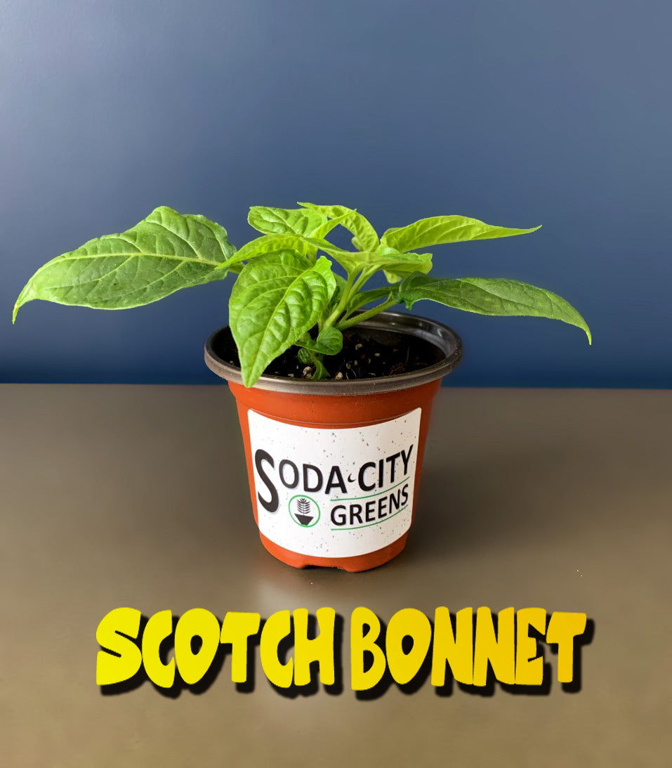 Foodarama Scotch Bonnet Pepper Seeds