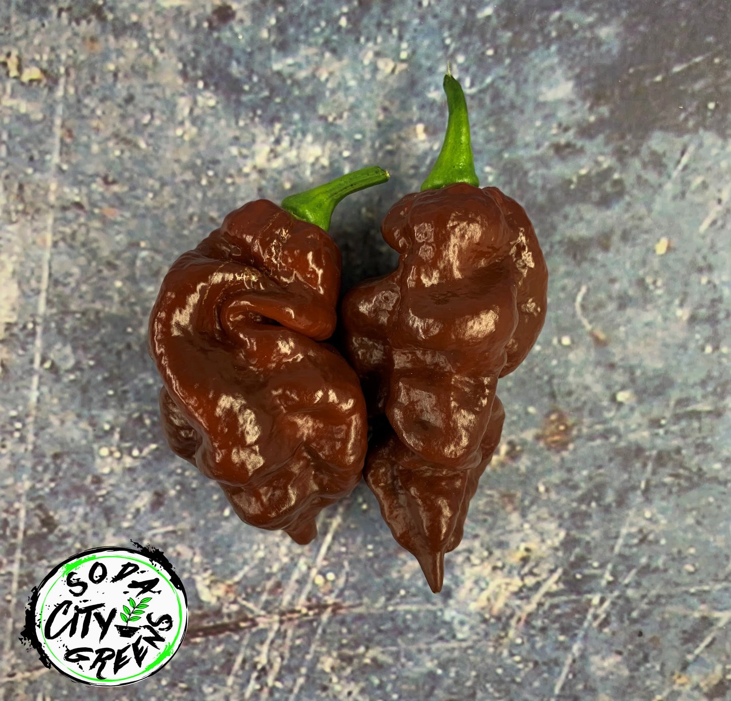 Chocolate Pepper Seed Variety Pack (You choose!)