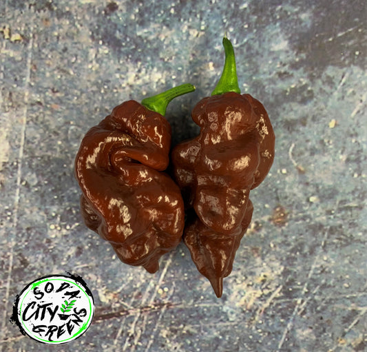 Chocolate Carboruga Pepper Seeds