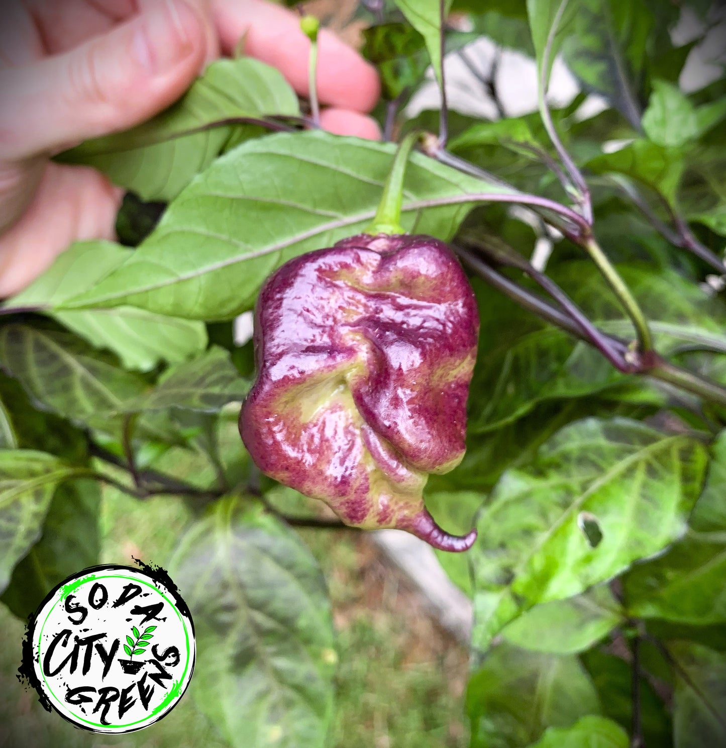 Snow White Moruga Scorpion Pepper Seeds