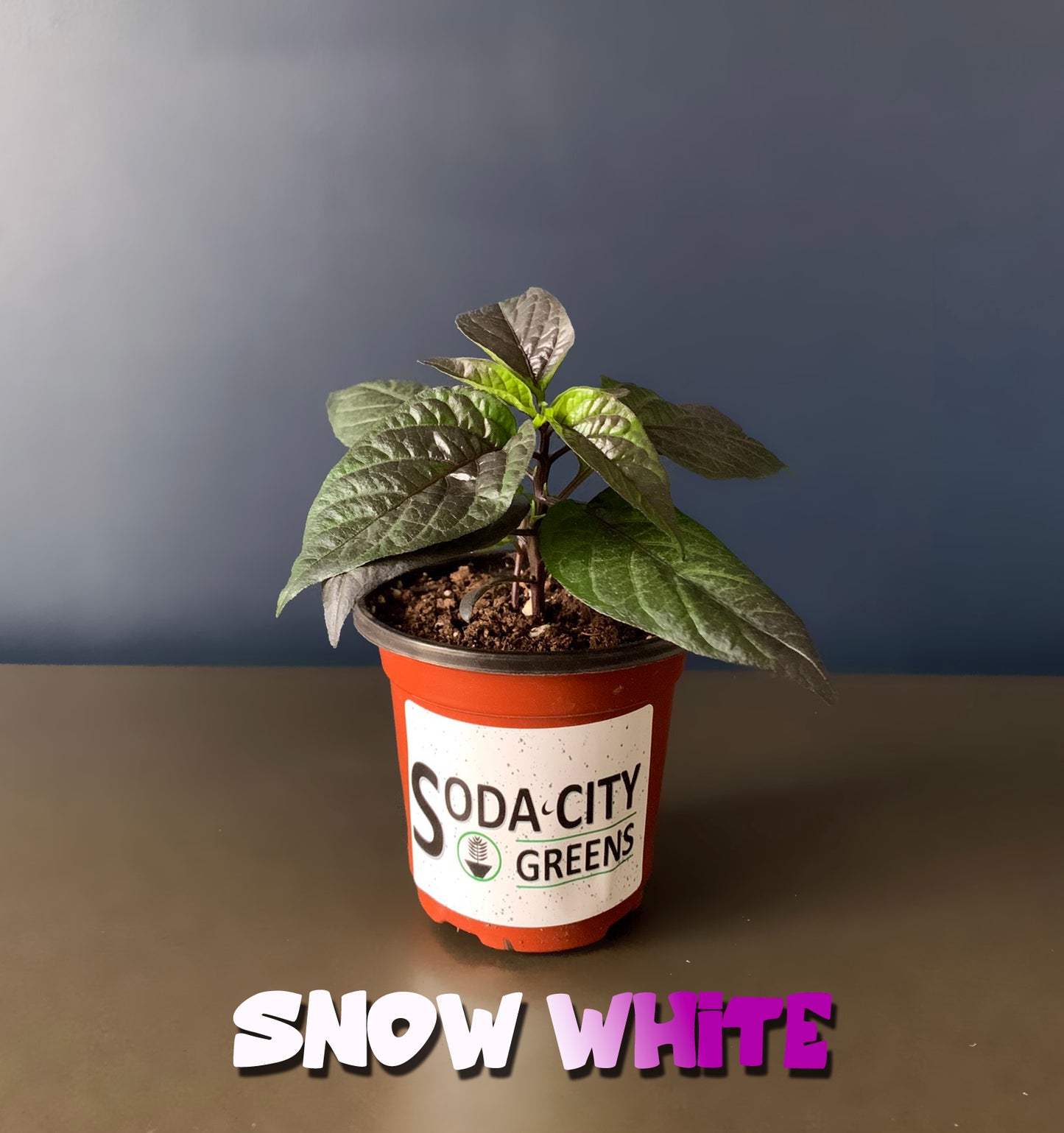 Snow White Moruga Scorpion Pepper Seeds