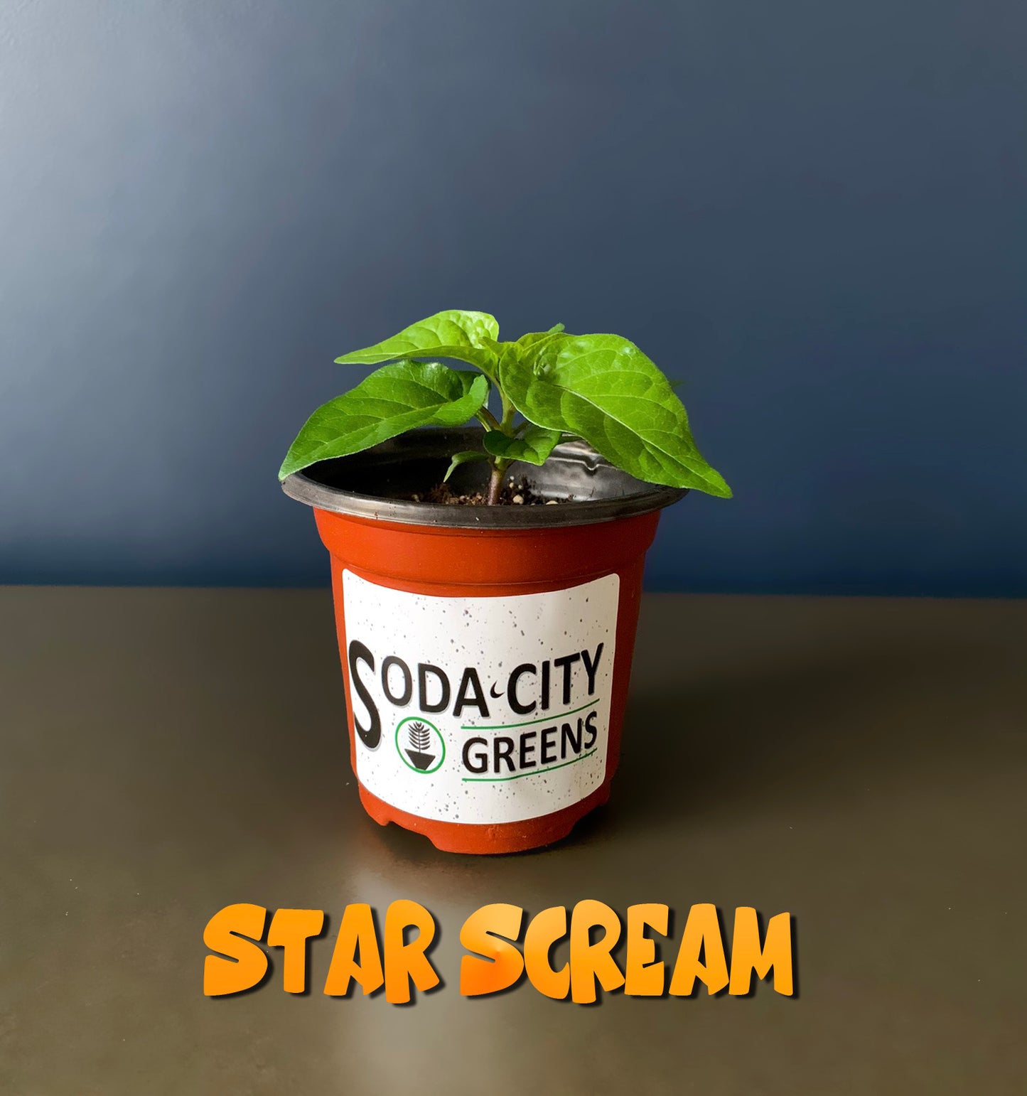 Star Scream Pepper Seeds