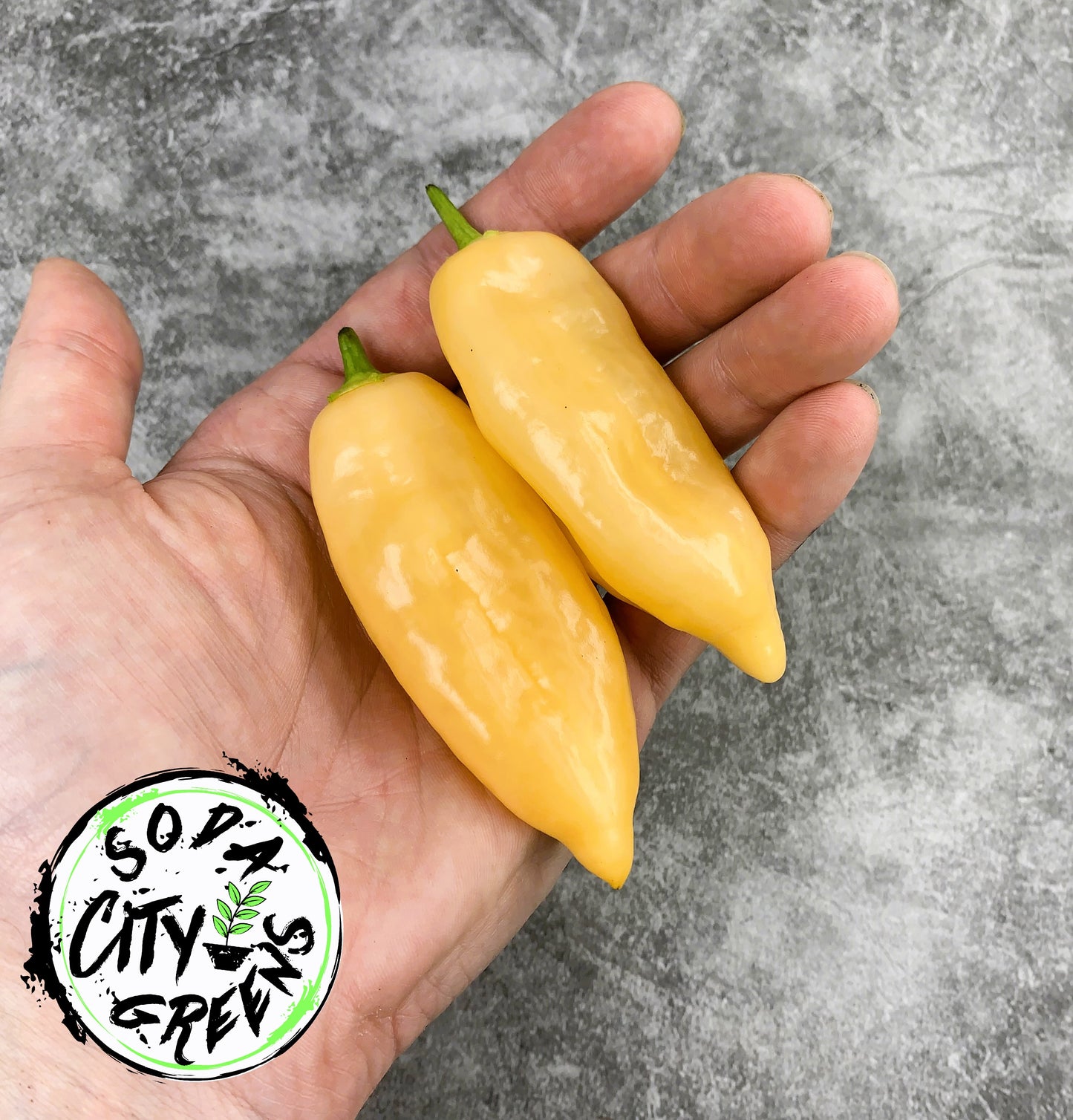 Sugar Rush Peach Pepper Live Plants