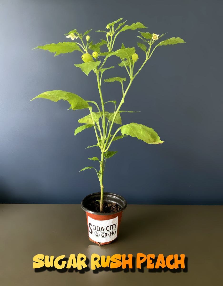 Sugar Rush Peach Pepper Seeds