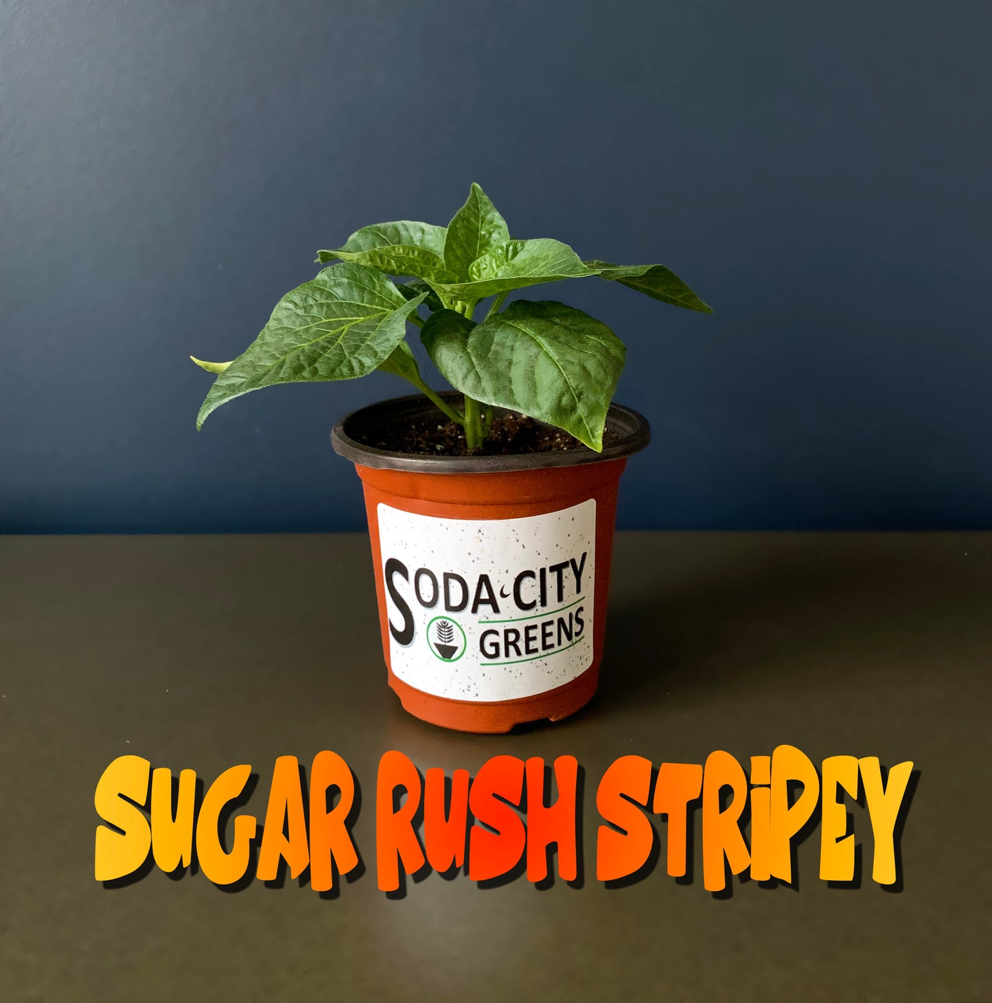 Sugar Rush Stripey Pepper Seeds