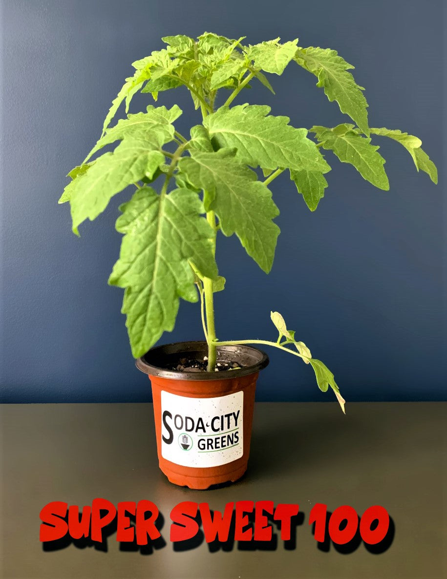 Super Sweet 100 Cherry Tomato Seeds
