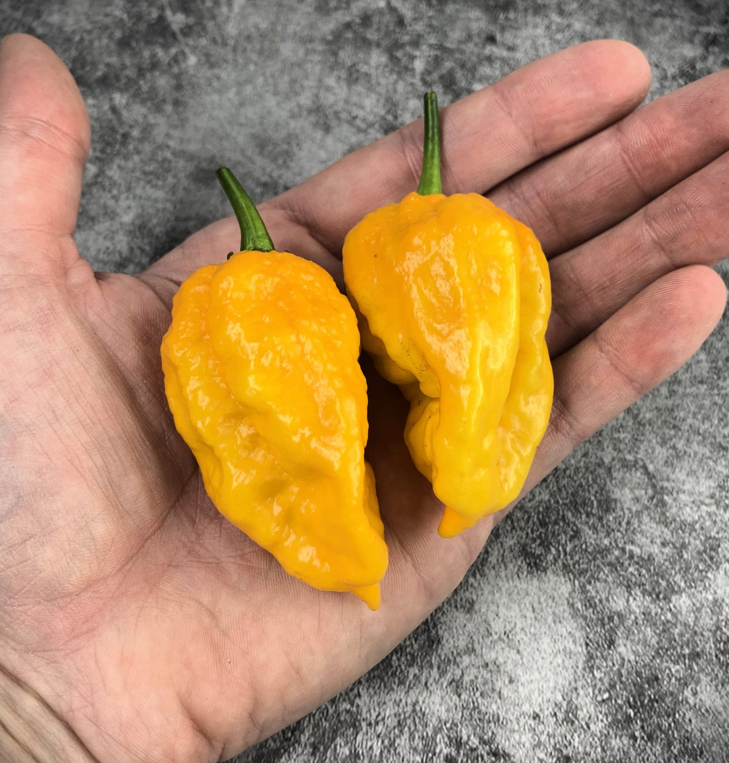 Yellow Pepper Seed Variety Pack (You choose!)