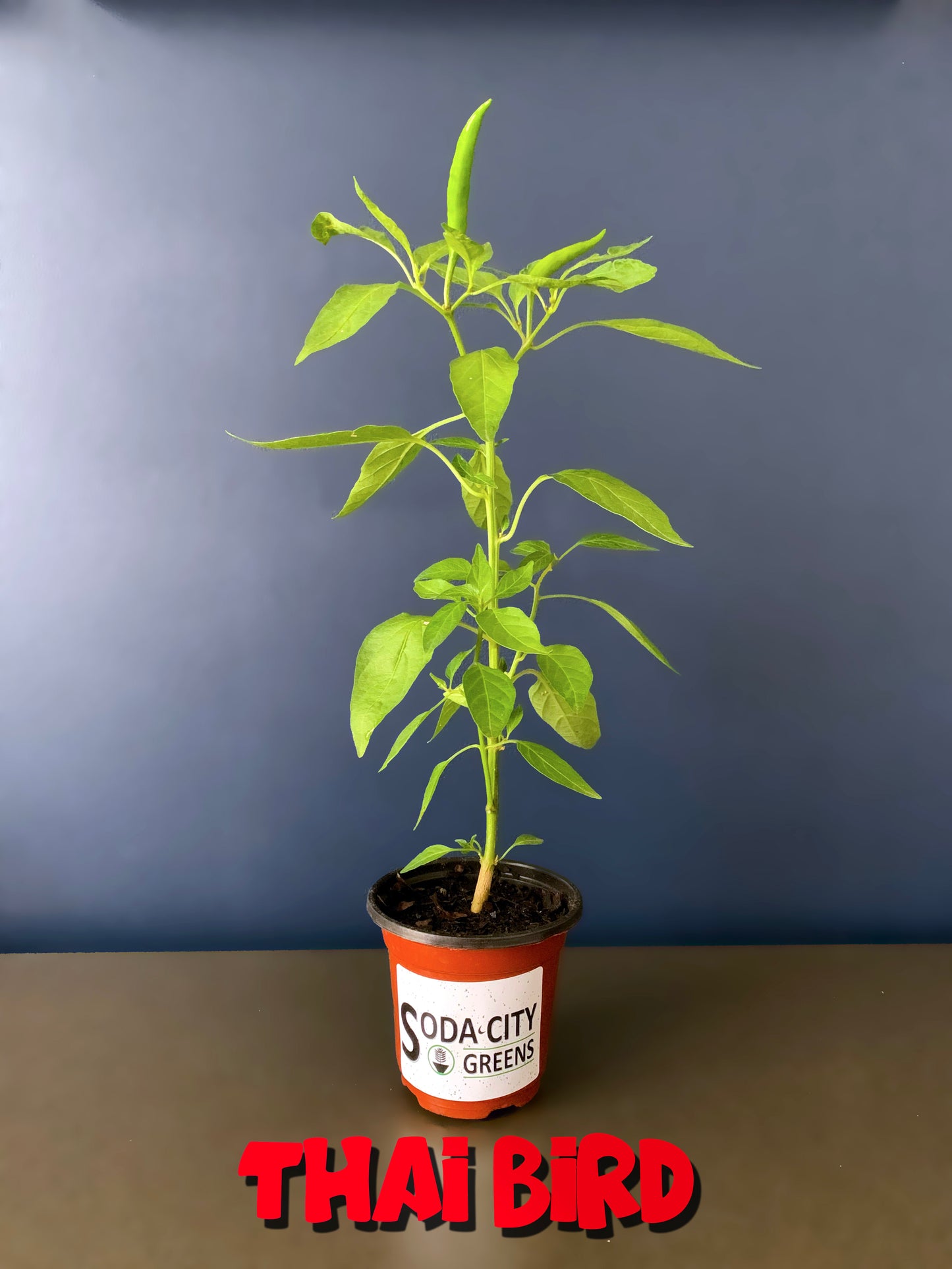 Thai Bird (Birds Eye) Pepper Seeds
