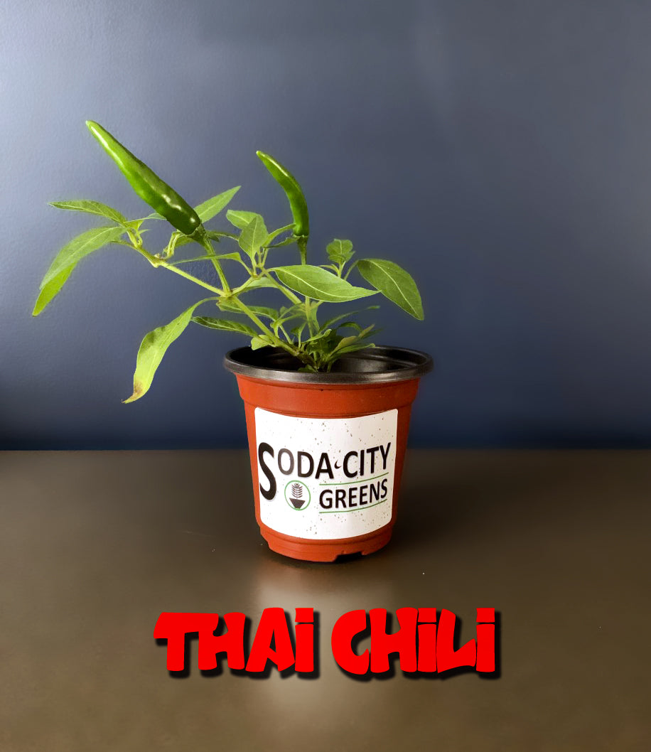 Big Thai Pepper Seeds