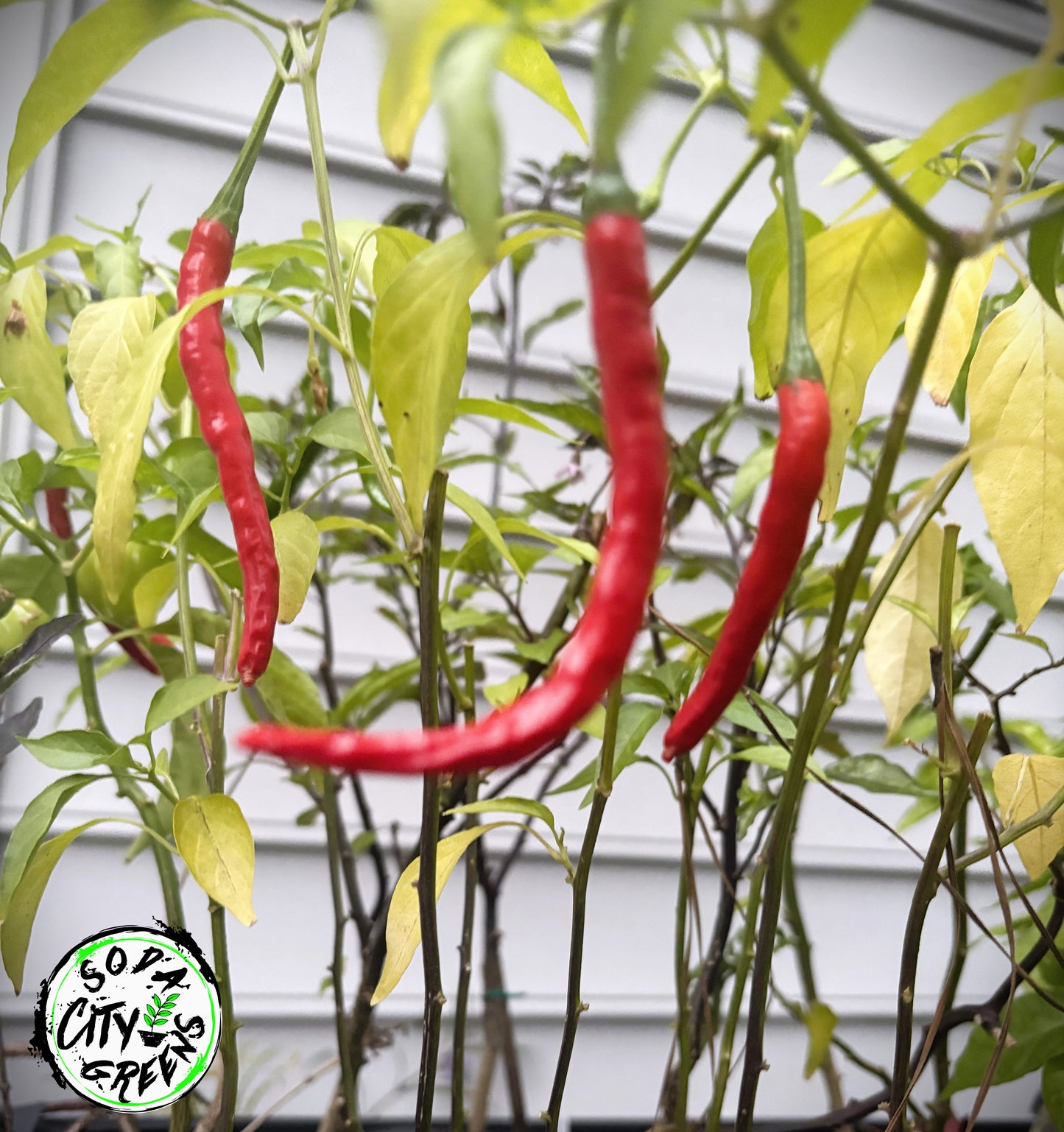 Big Thai Pepper Seeds
