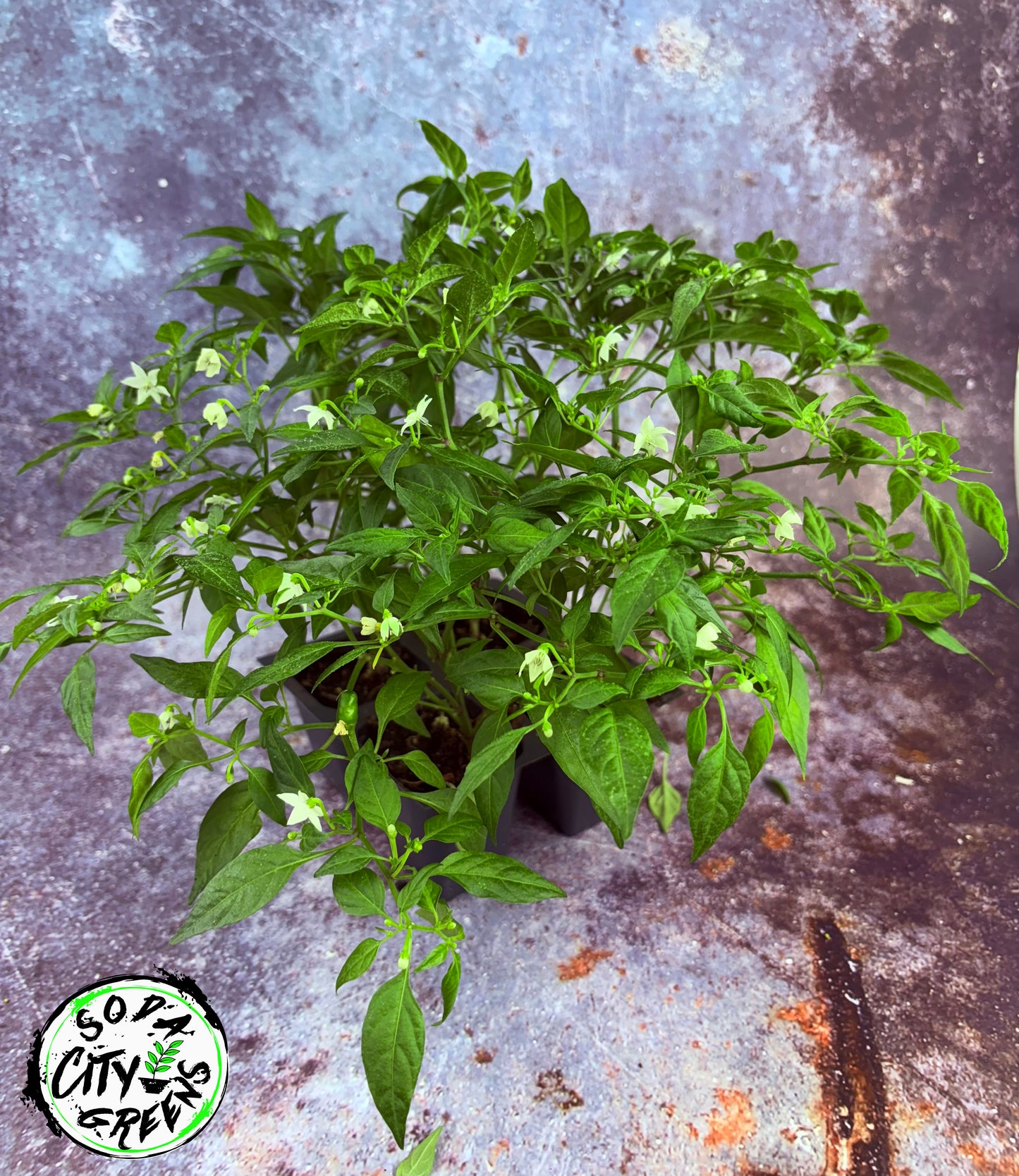 Dwarf Thai Pepper Seeds