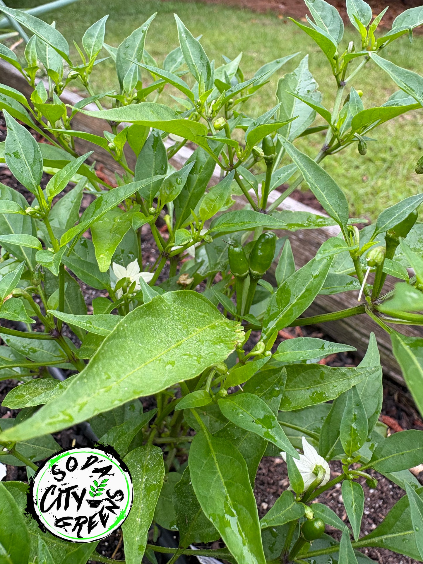 Dwarf Thai Pepper Seeds