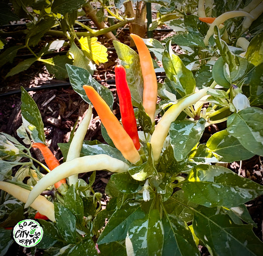 White Thai KS Variegated Pepper Seeds