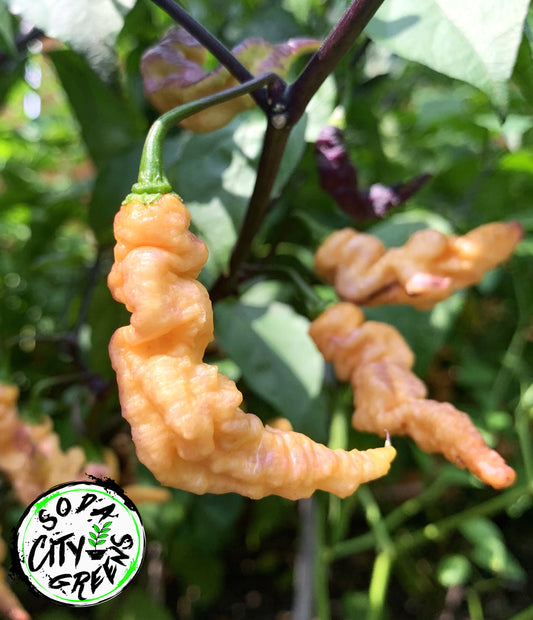 Thors Thunderbolt Pepper Seeds