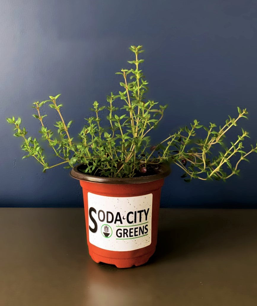 Common Thyme Herb Live Plants