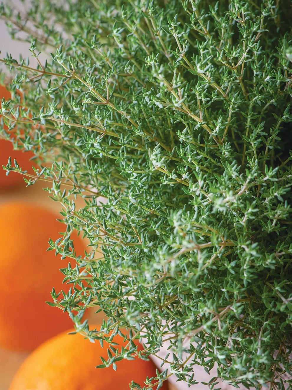Orange Thyme (Orangelo) Herb Live Plants