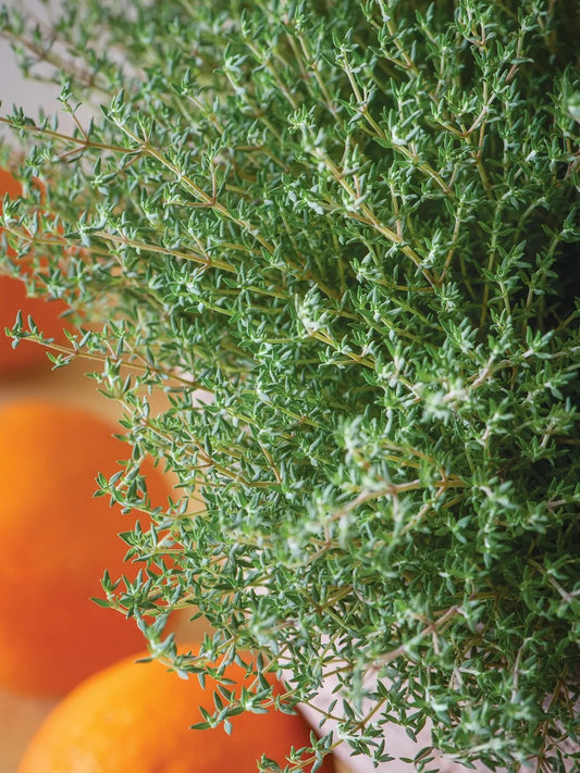 Orange Thyme (Orangelo) Herb Live Plants