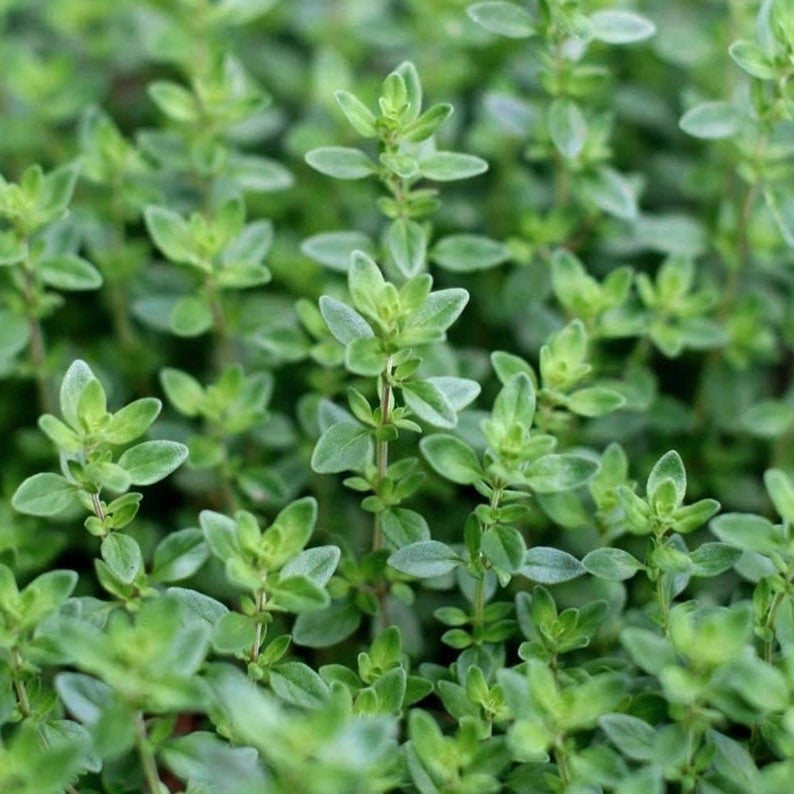 Common Thyme Herb Live Plants
