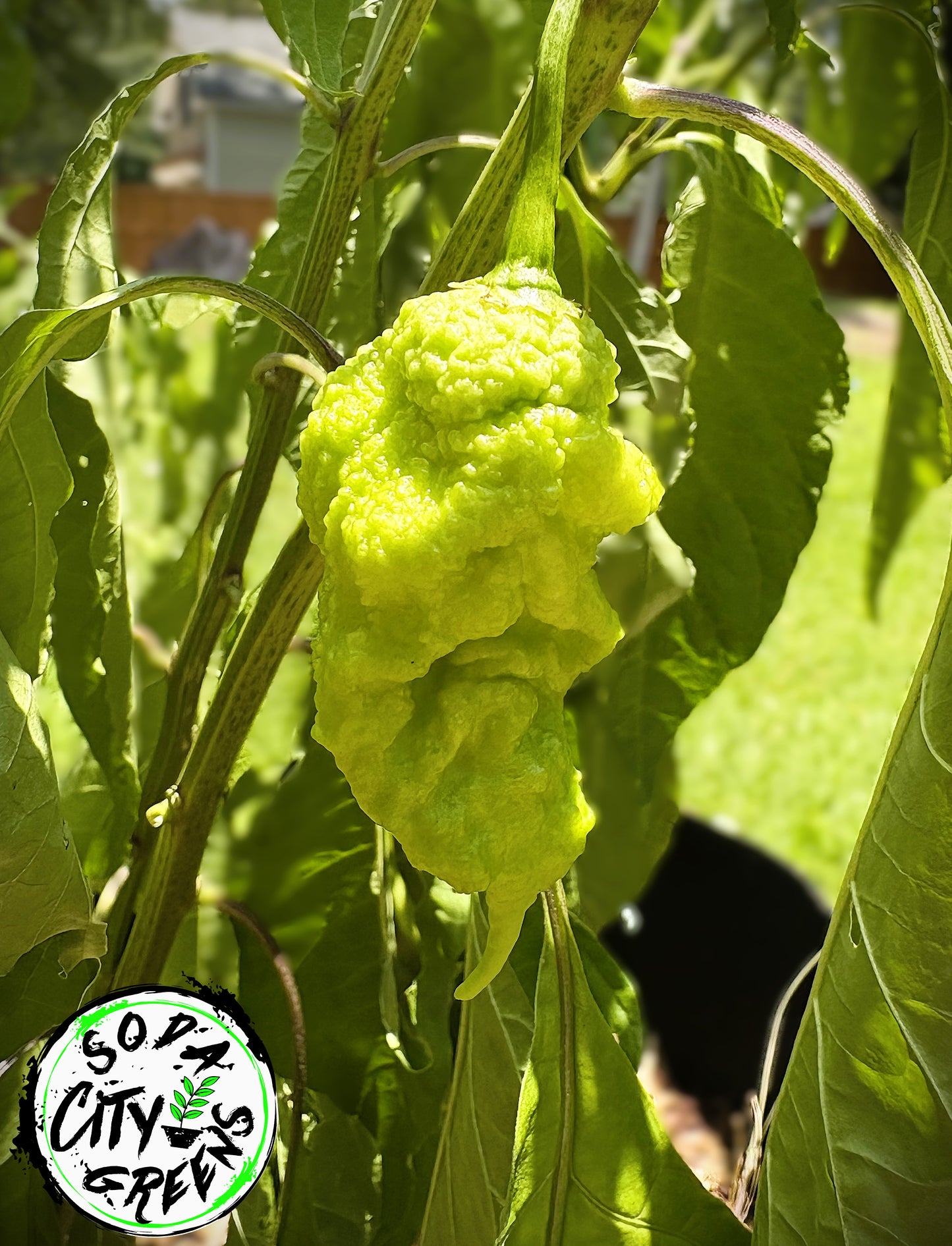 Chocolate T-Rex Pepper Seeds