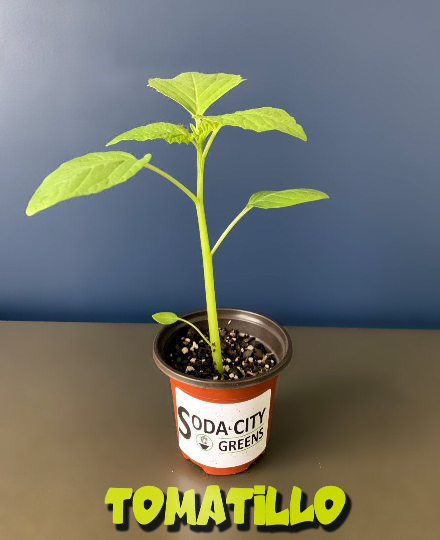 Green Tomatillo (Grande Rio Verde) Live Plants