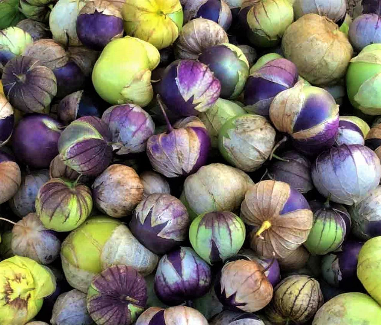 Purple Tomatillo Live Plants