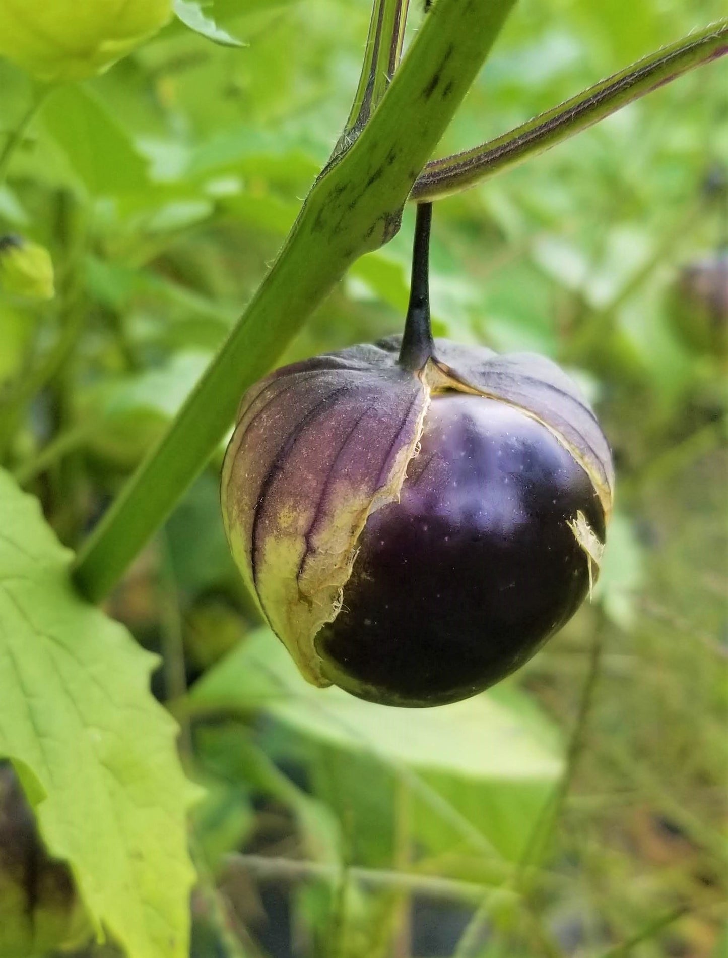 Purple Tomatillo Seeds