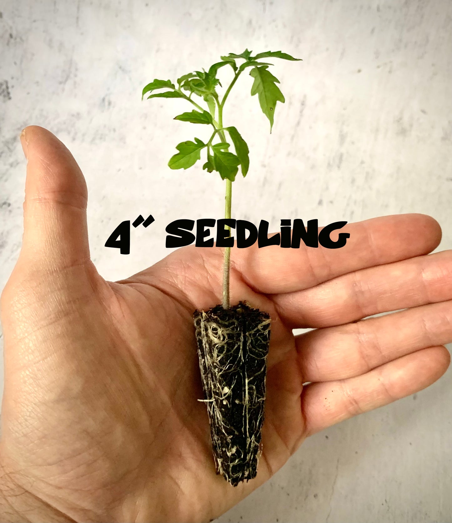 Solar Flare Tomato Live Plants