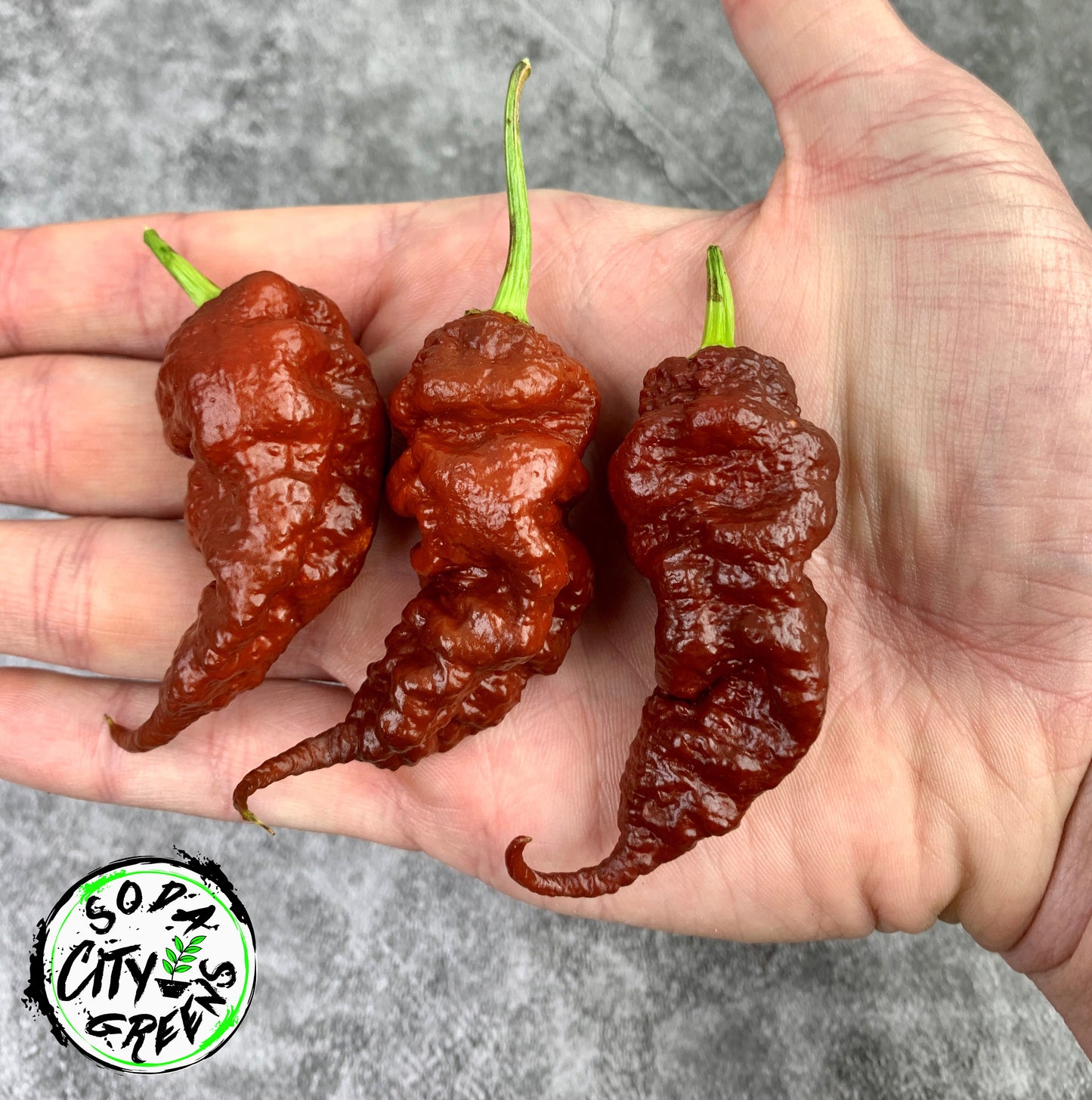 Chocolate T-Rex Pepper Seeds