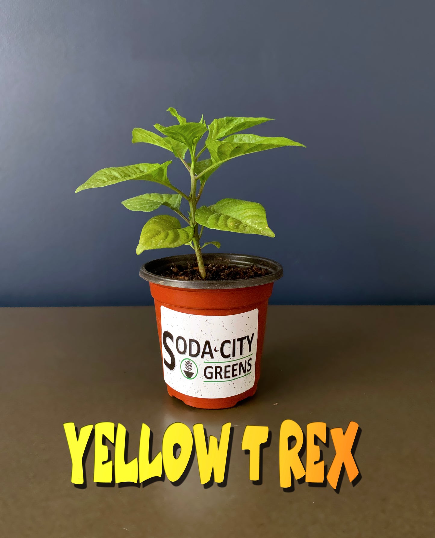Yellow T Rex Pepper Seeds