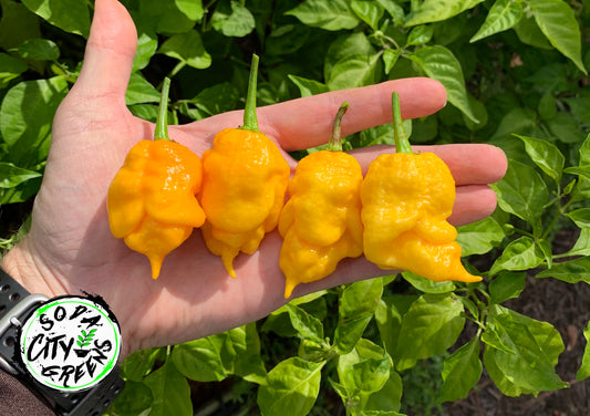 Yellow T Rex Pepper Seeds