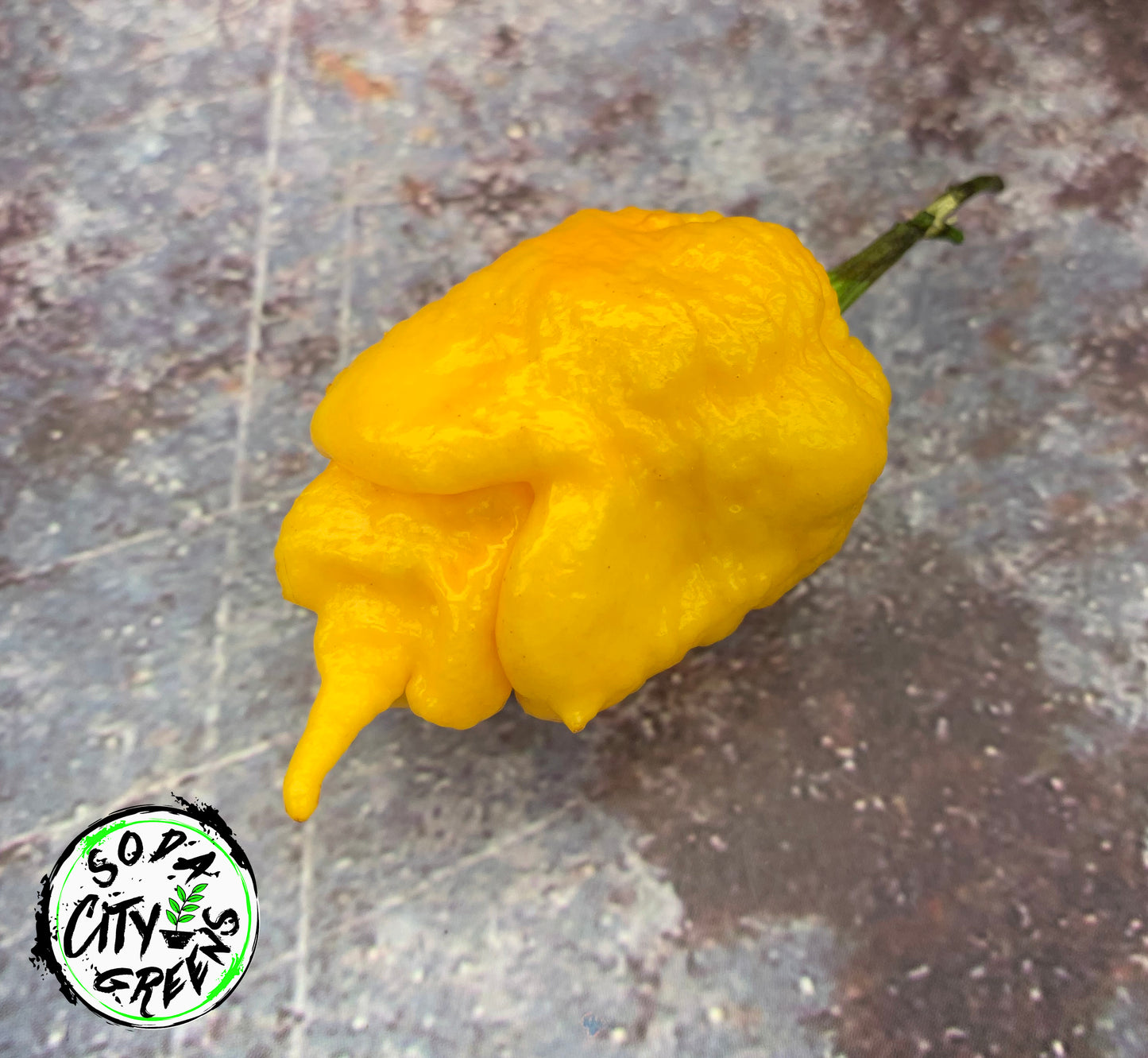 Yellow T Rex Pepper Seeds