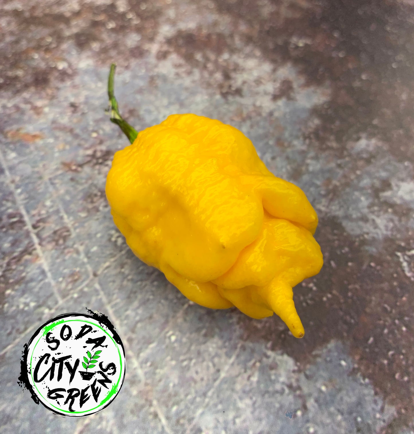 Yellow T Rex Pepper Seeds