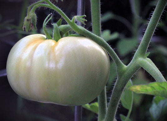 Great White Tomato Seeds