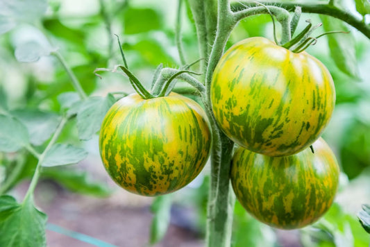 Green Zebra Tomato Seeds